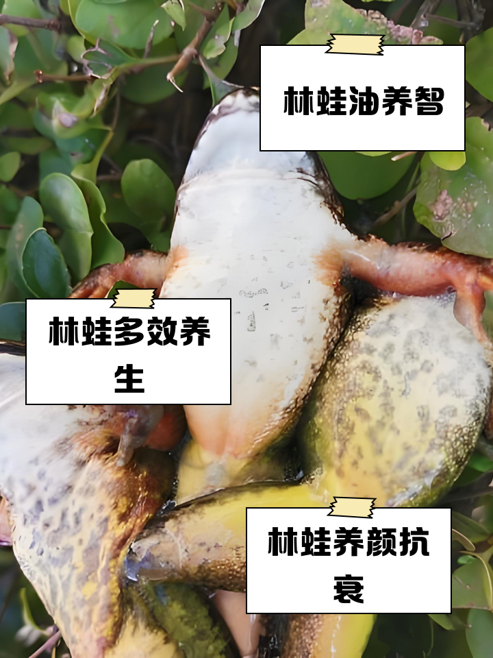 全人工林蛙养殖技术视频(人工养殖林蛙多采用什么的养殖方法)