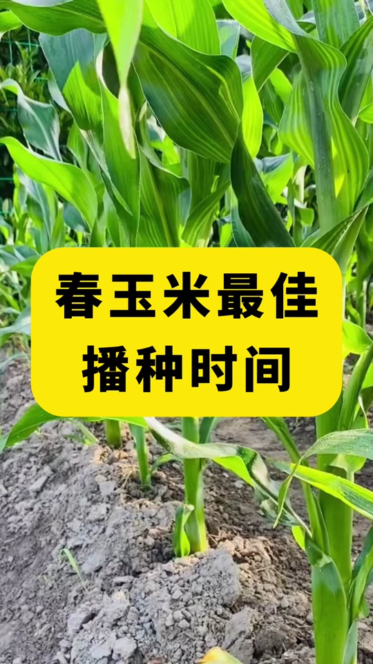 山西春玉米播种时间(山西春玉米播种时间最新)