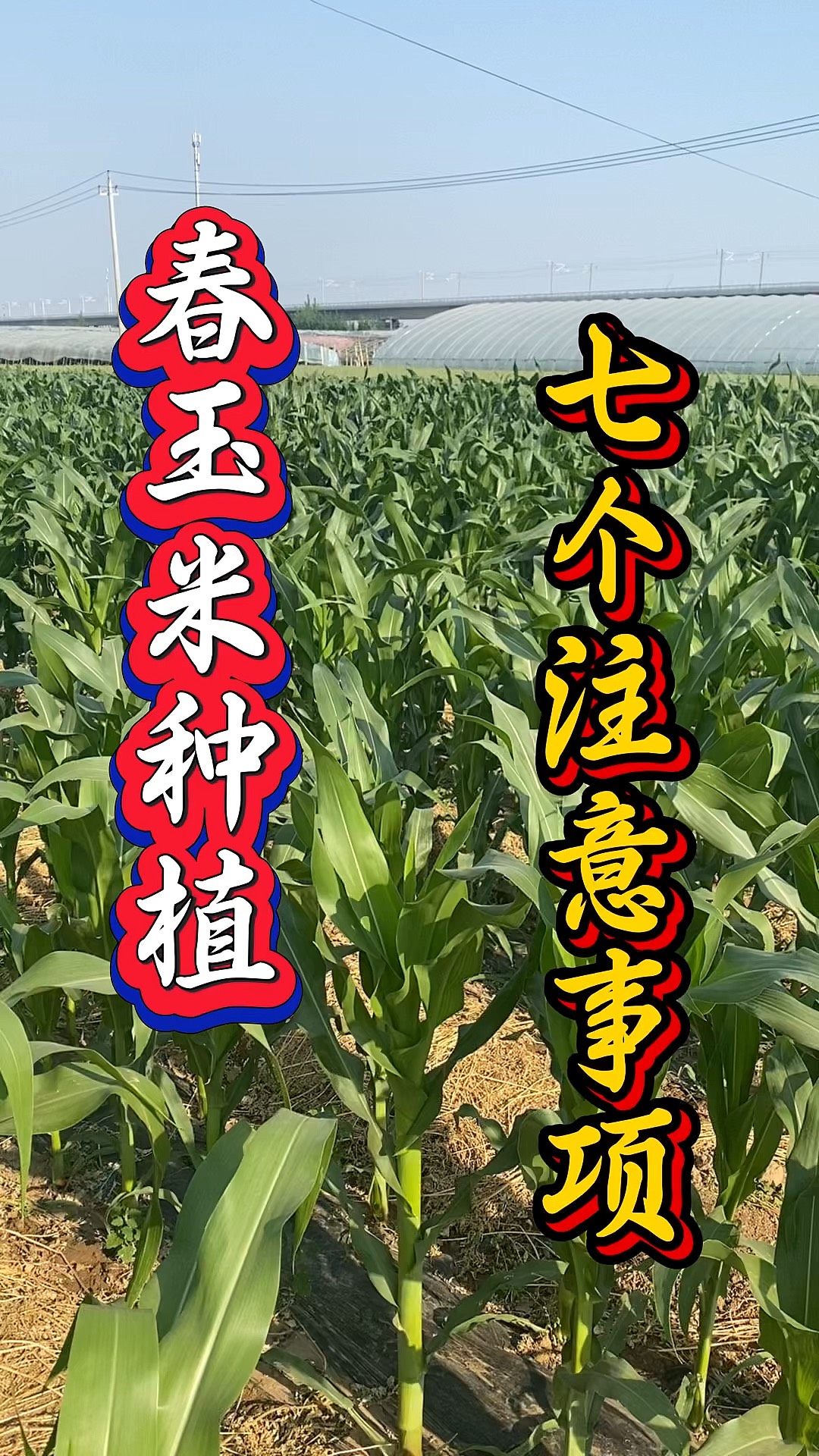 山西春玉米播种时间(山西春玉米播种时间最新)