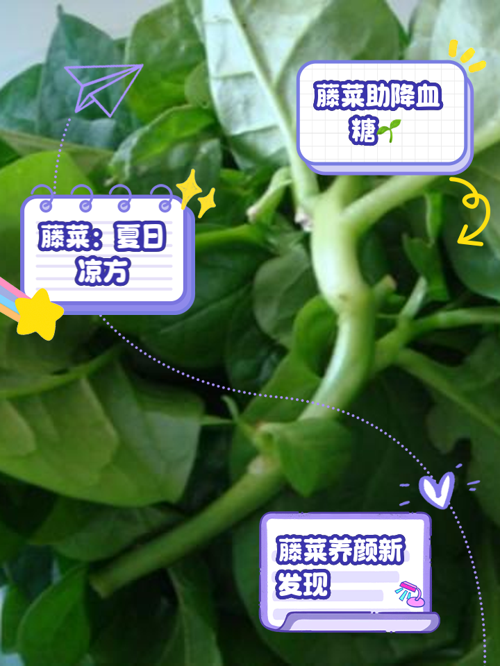水藤菜种植技术(水藤菜种植技术要点)