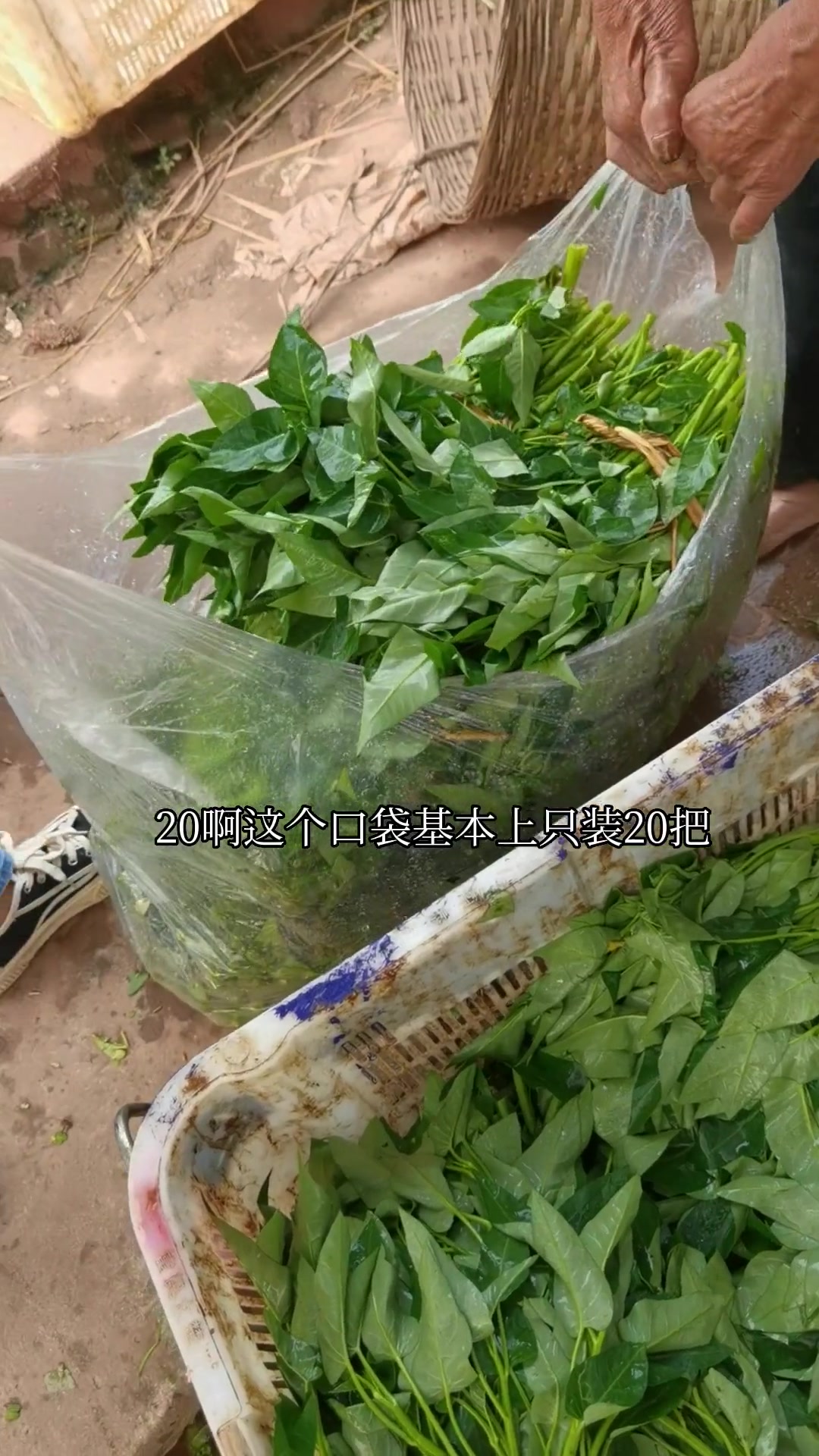 水藤菜种植技术(水藤菜种植技术要点)