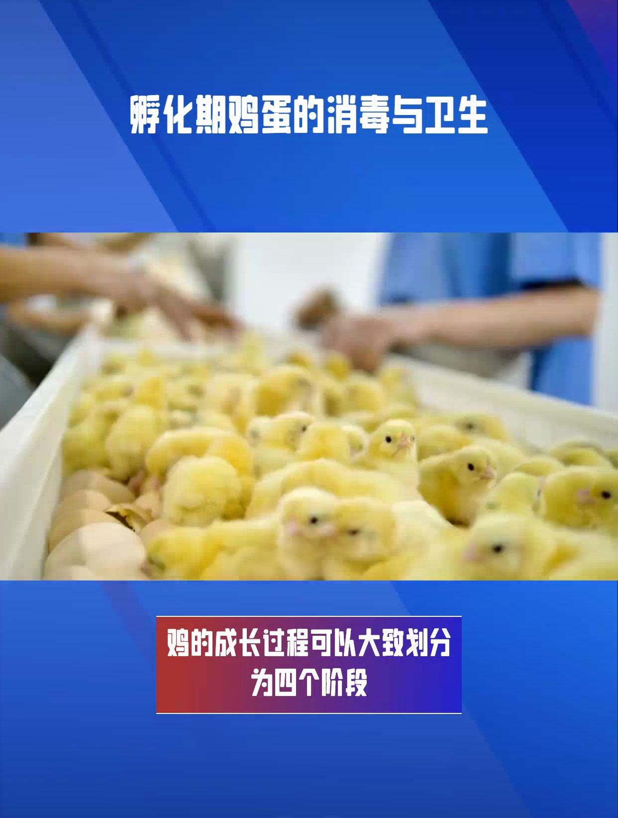 鸡养殖流程(鸡养殖怎么样)