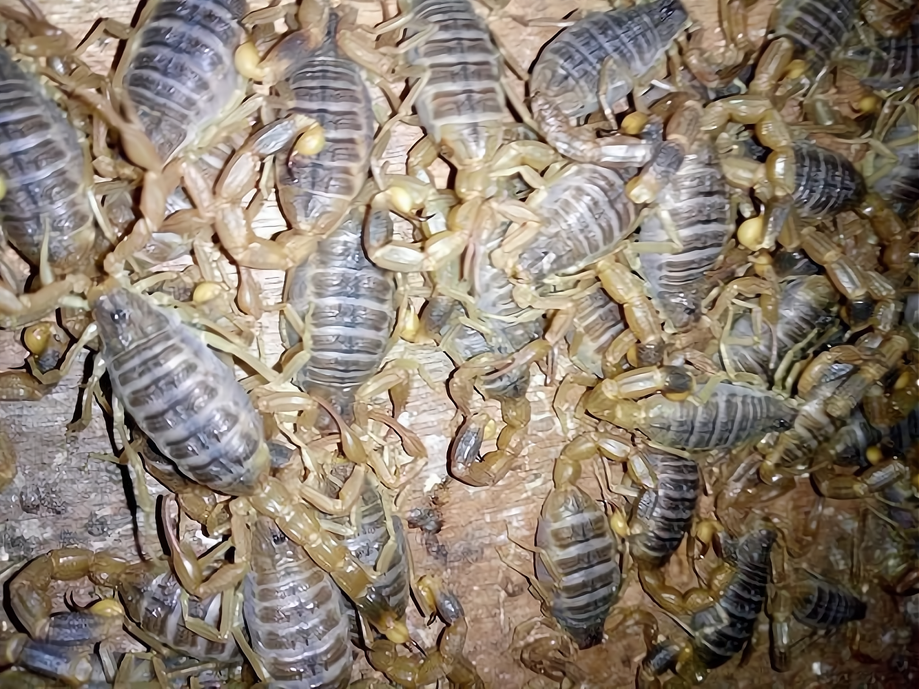 技术蝎子养殖(蝎子养殖关键技术)