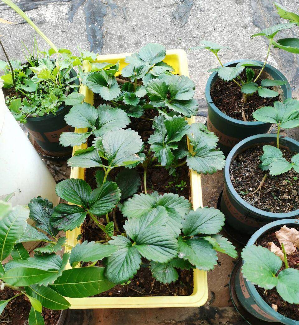 家庭阳台草莓种植方法新手(家庭阳台草莓种植方法和温度)