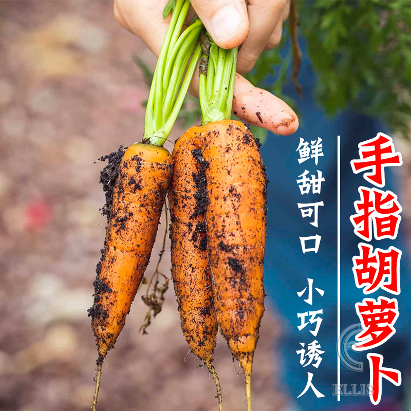 荷兰迷你胡萝卜(荷兰迷你胡萝卜种子)