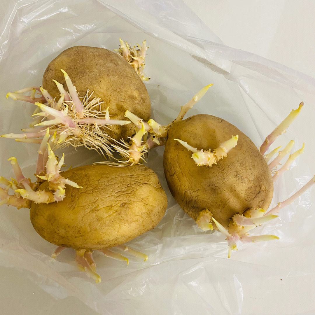 土豆无土种植方法视频(土豆无土种植方法视频教程)