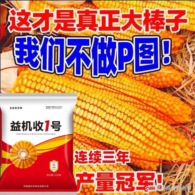 转基因高产玉米种(转基因玉米种子品种)