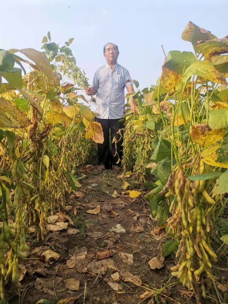 大豆种一亩地多少斤(大豆一亩地种几斤种子)