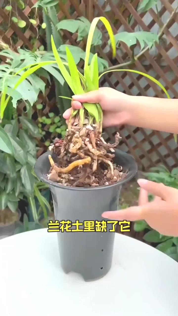花土里(花土里有小白虫子怎么办)