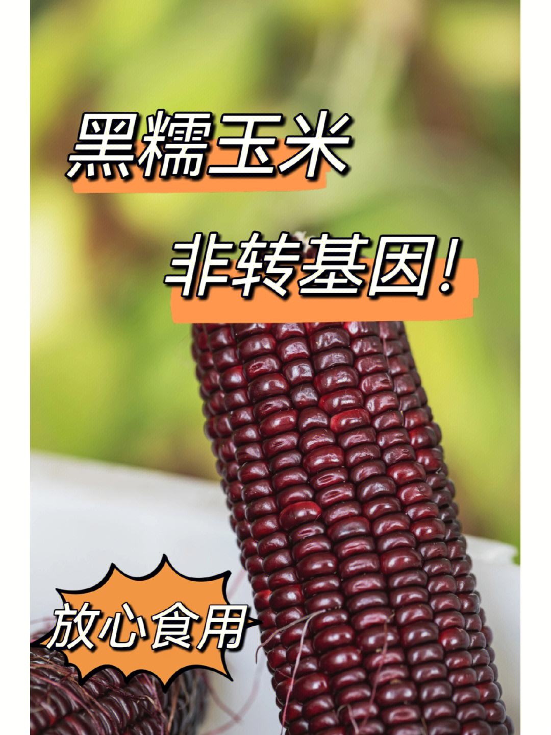 转基因玉米的好处(转基因玉米到底好不好)