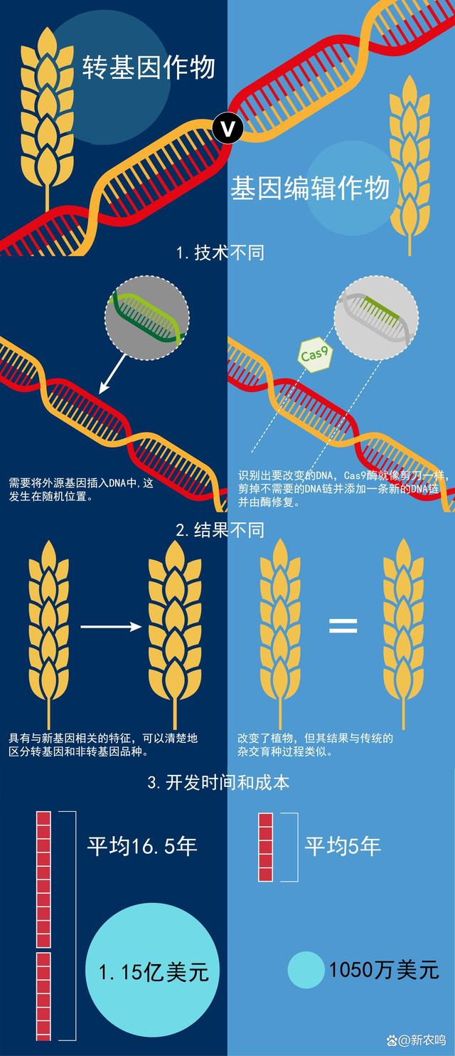 转基因玉米的好处(转基因玉米到底好不好)