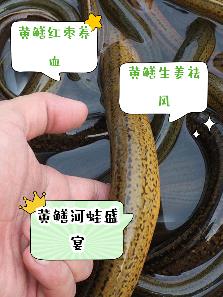 黄鳝的野生养殖技术(黄鳝的野生养殖技术视频)