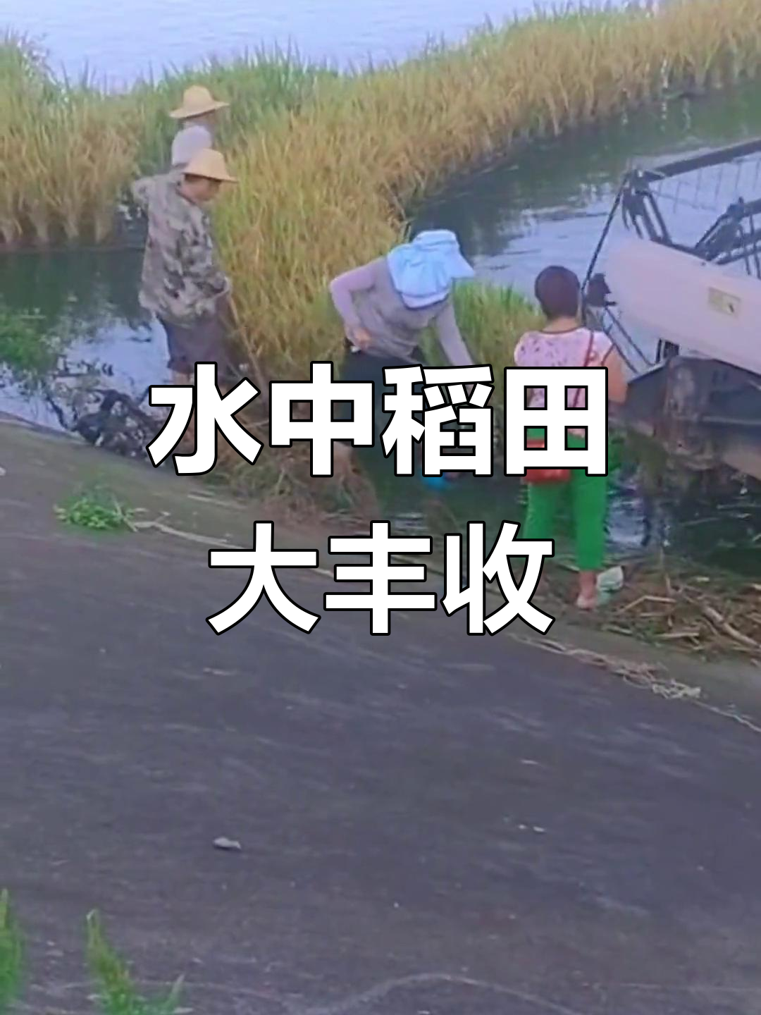 水面上种水稻是怎么种的(水面上种水稻是怎么种的呢)