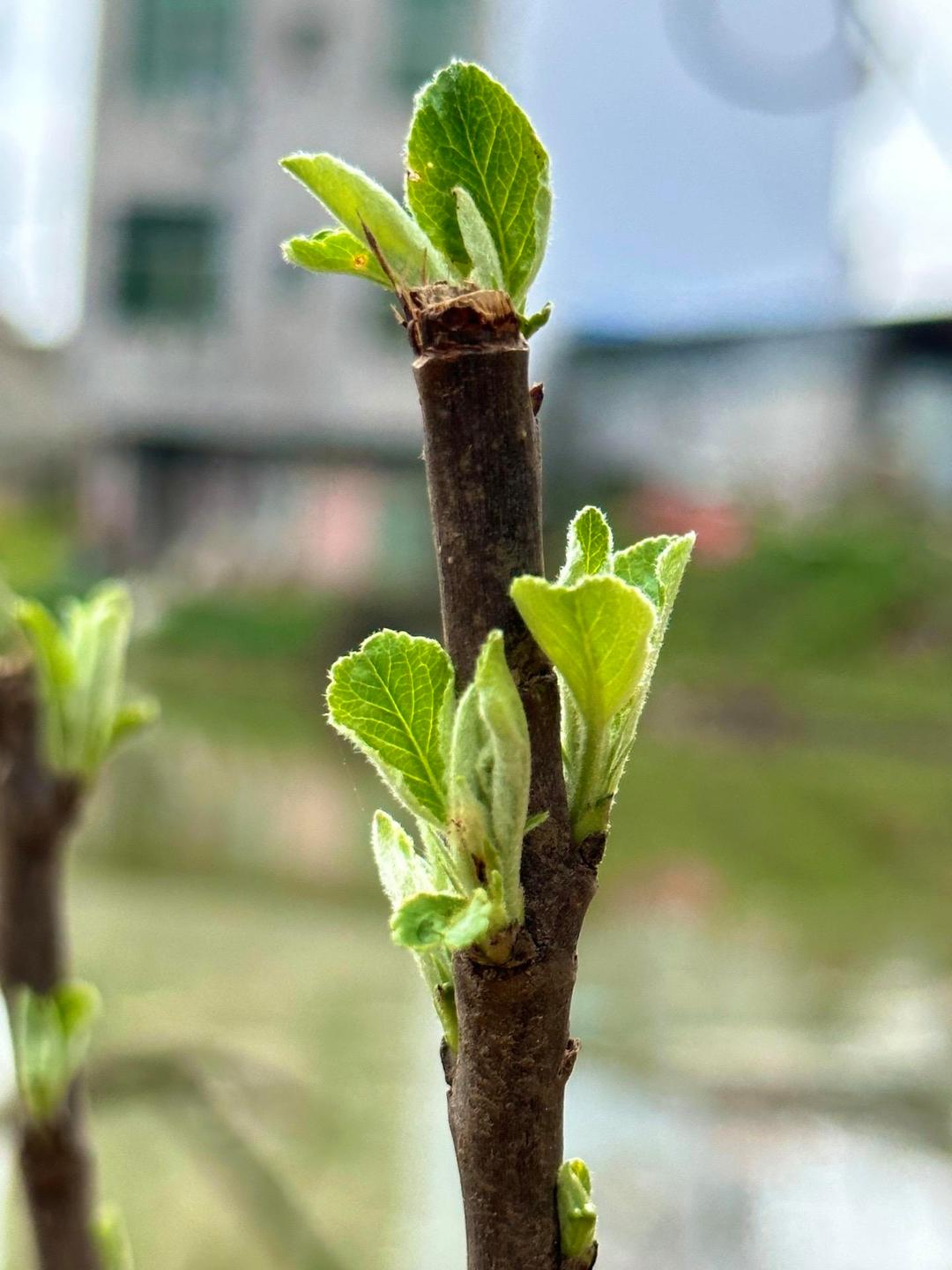 车厘子核怎么发芽种植(车厘子核怎么发芽种植水培)