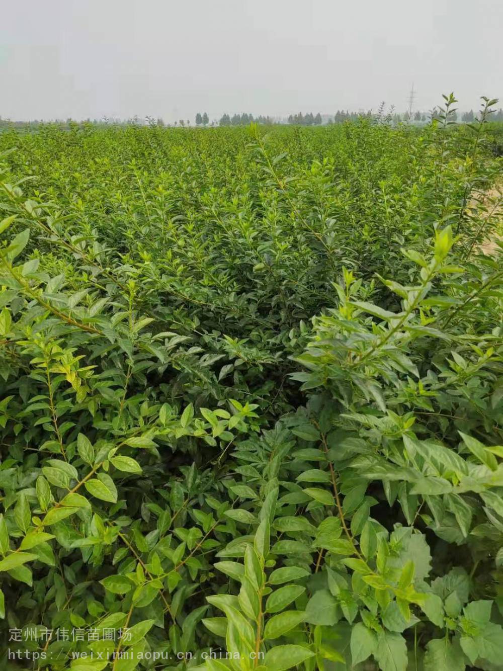 连翘种植时间和方法(连翘每亩栽多少棵最好)