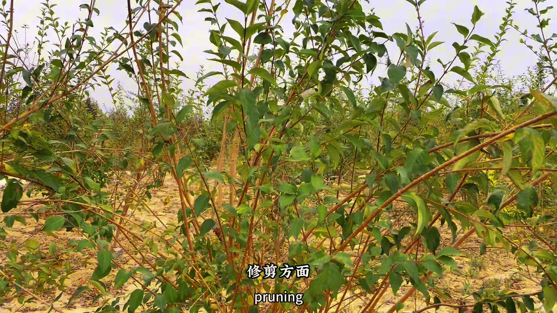 连翘种植时间和方法(连翘每亩栽多少棵最好)