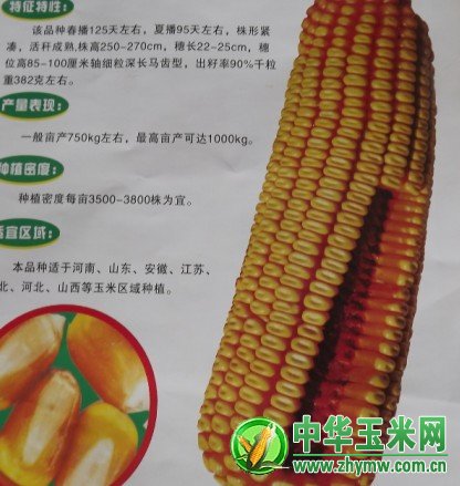 山东夏播玉米种子哪个品种好(2020年山东夏播玉米高产品种)