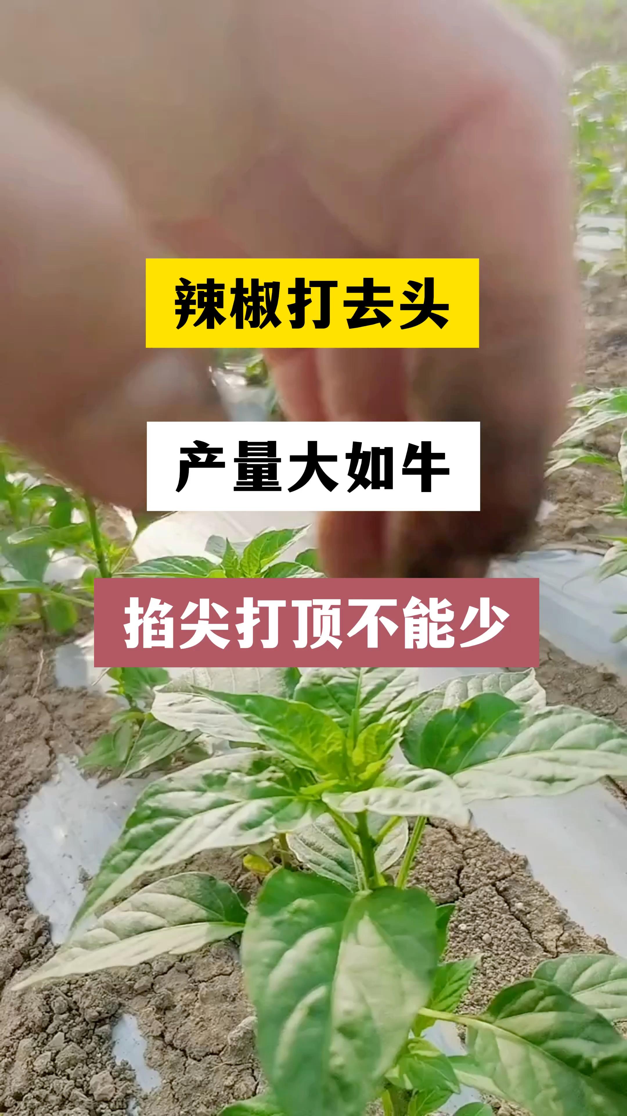 种植辣椒需要打头吗(种的辣椒要打头吗?怎么打?)