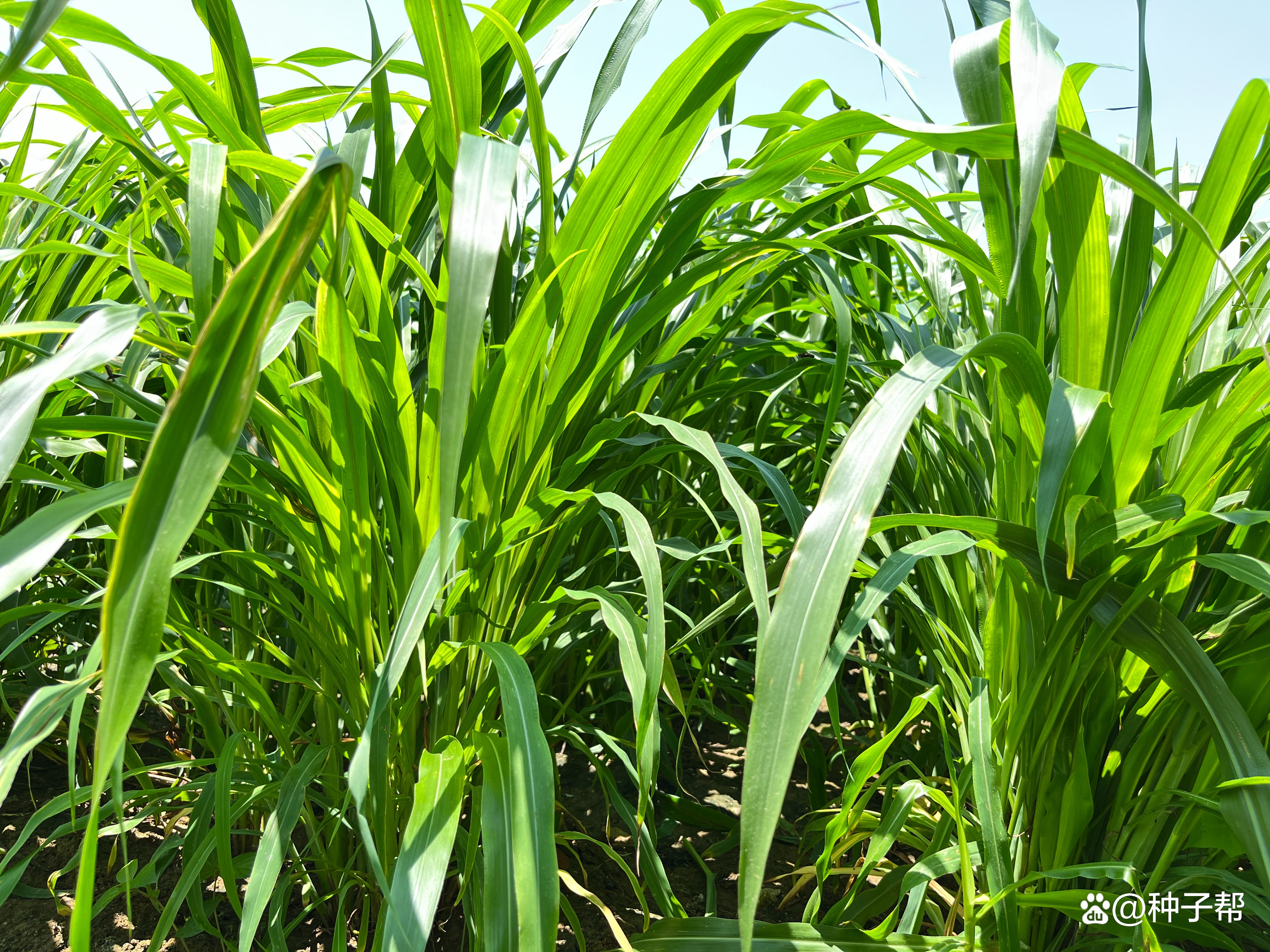 玉米草种植技术和方法(玉米草种植方法视频教程)