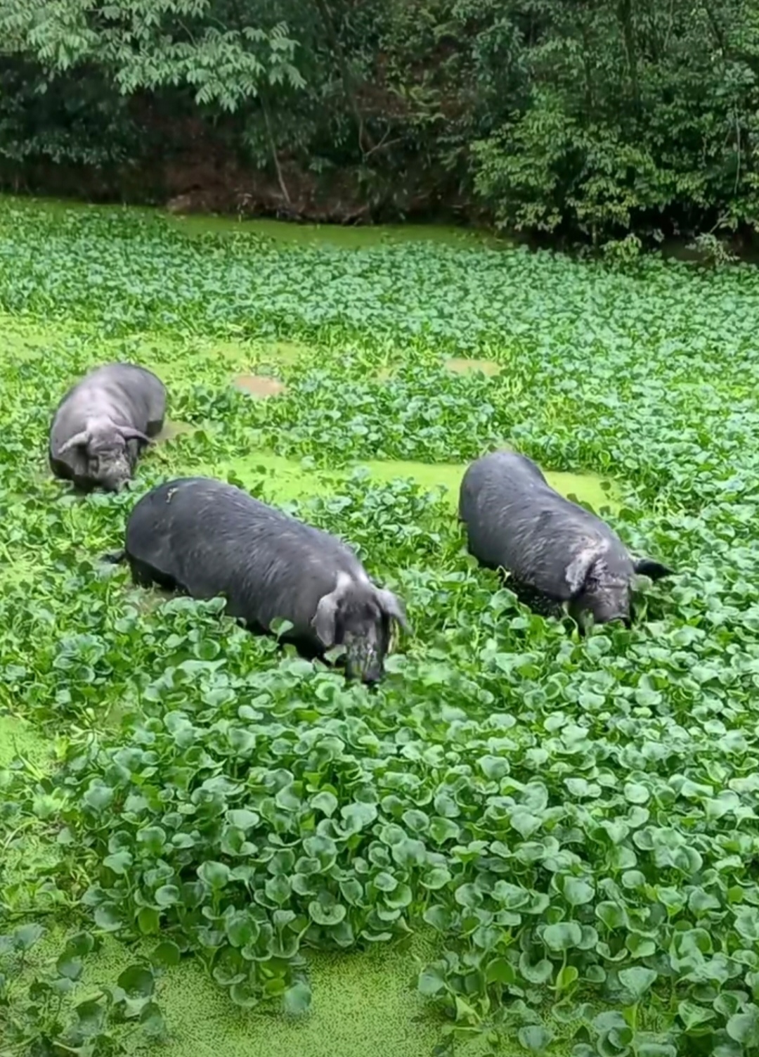香猪的养殖技术的(香猪怎么养殖猪舍怎么建)
