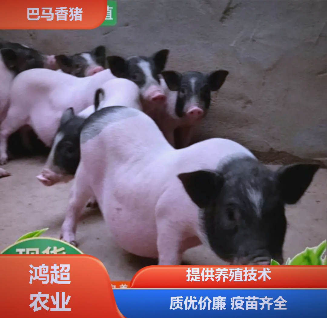 香猪的养殖技术的(香猪怎么养殖猪舍怎么建)