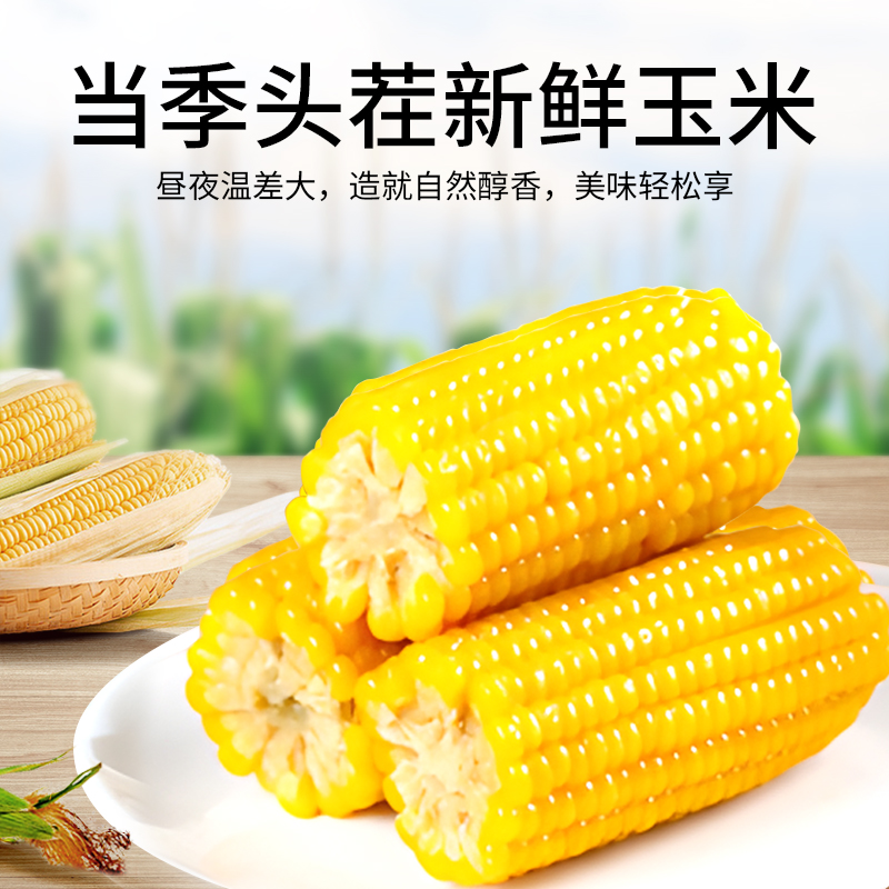 锦甜糯玉米是转基因(甜糯玉米是转基因玉米吗)