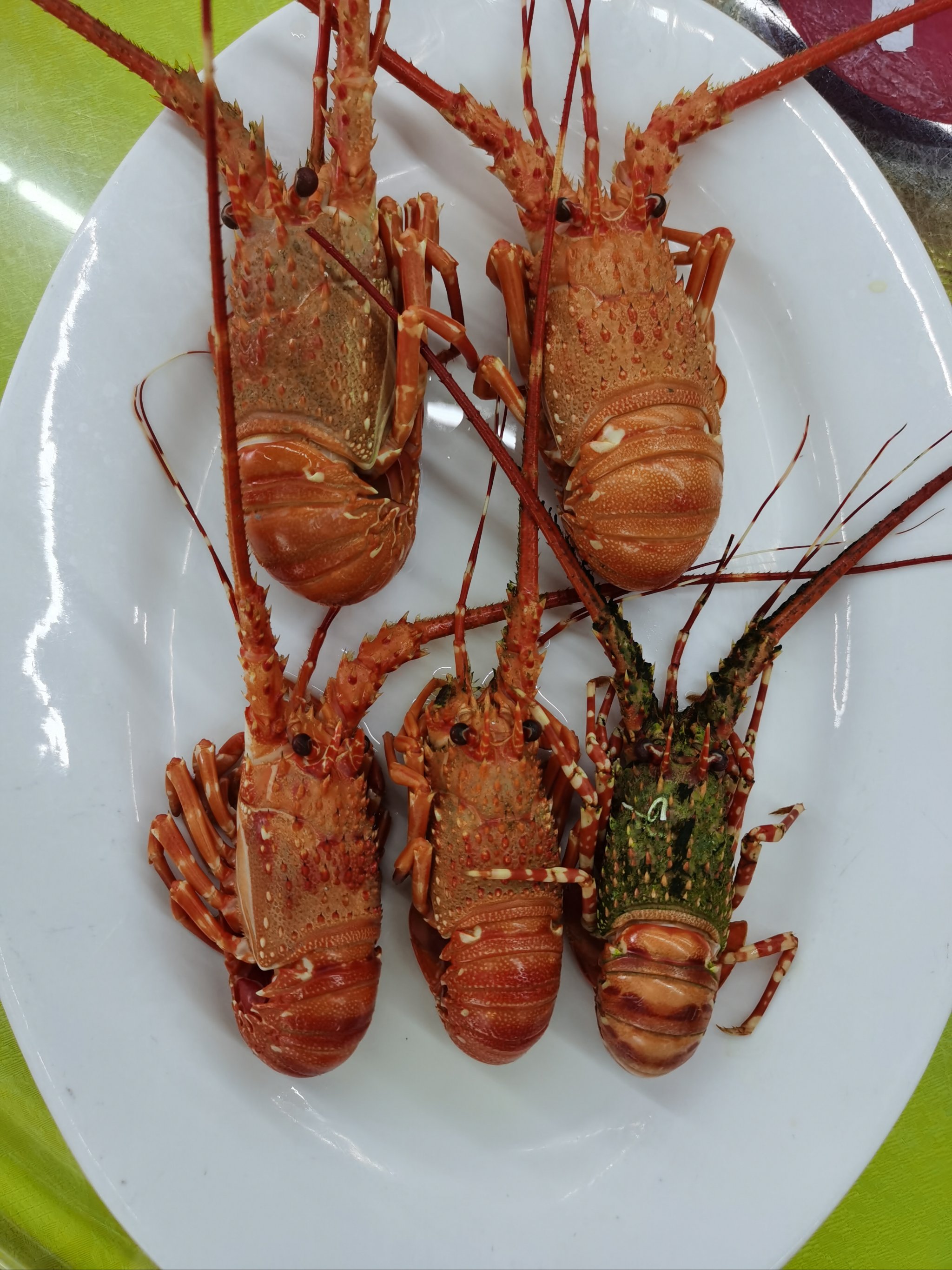 海水青龙虾的养殖技术(海水青龙虾的养殖技术视频)