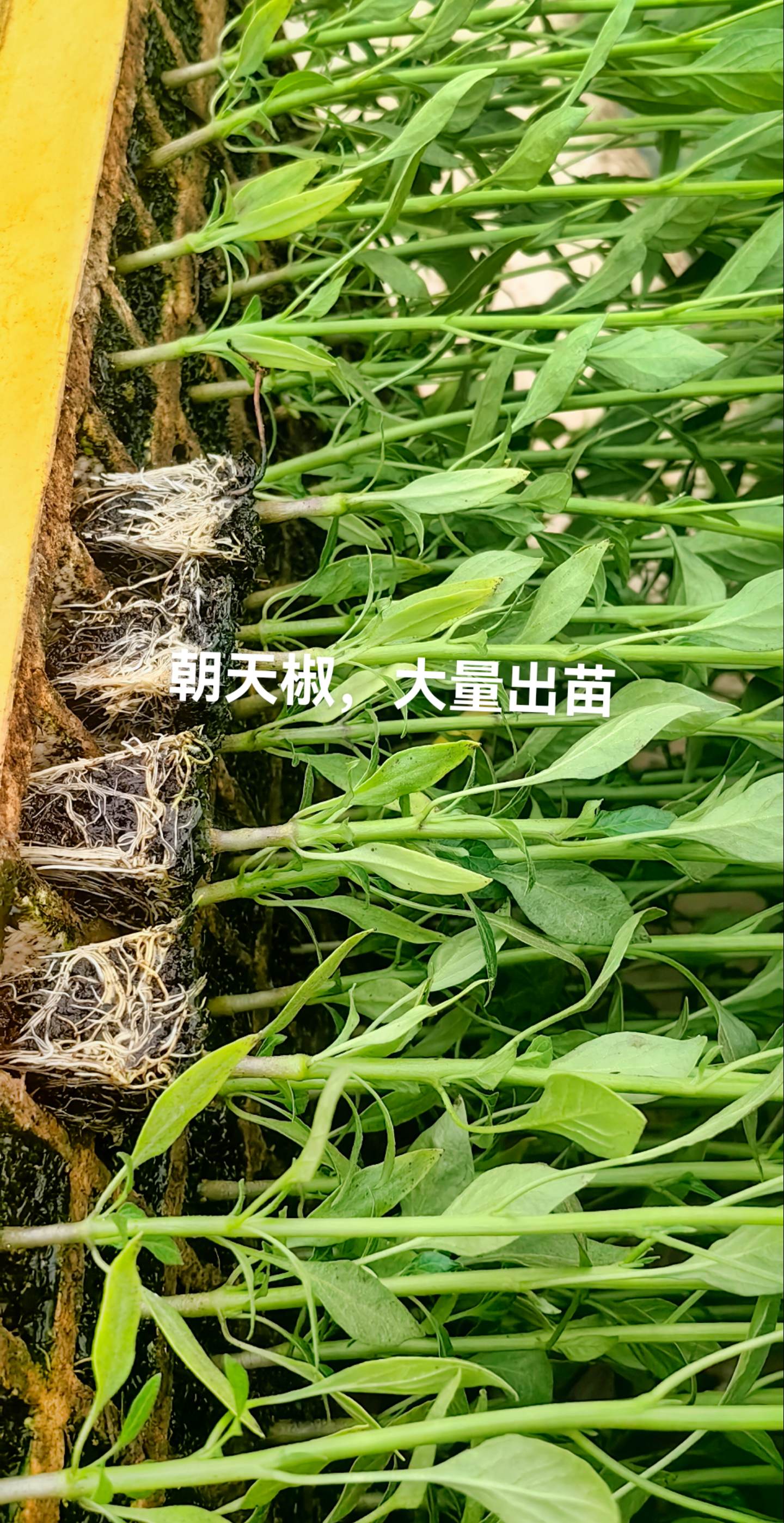 什么蔬菜需要育苗(什么蔬菜需要育苗呢)