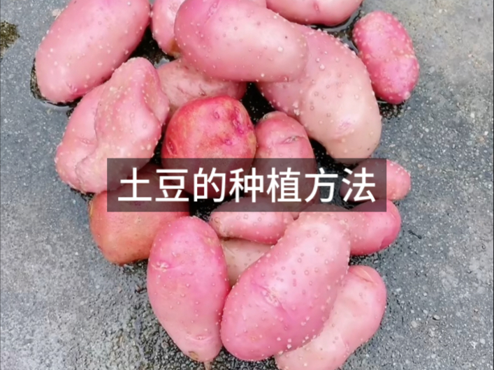 土豆块怎么种(土豆土豆怎么种)