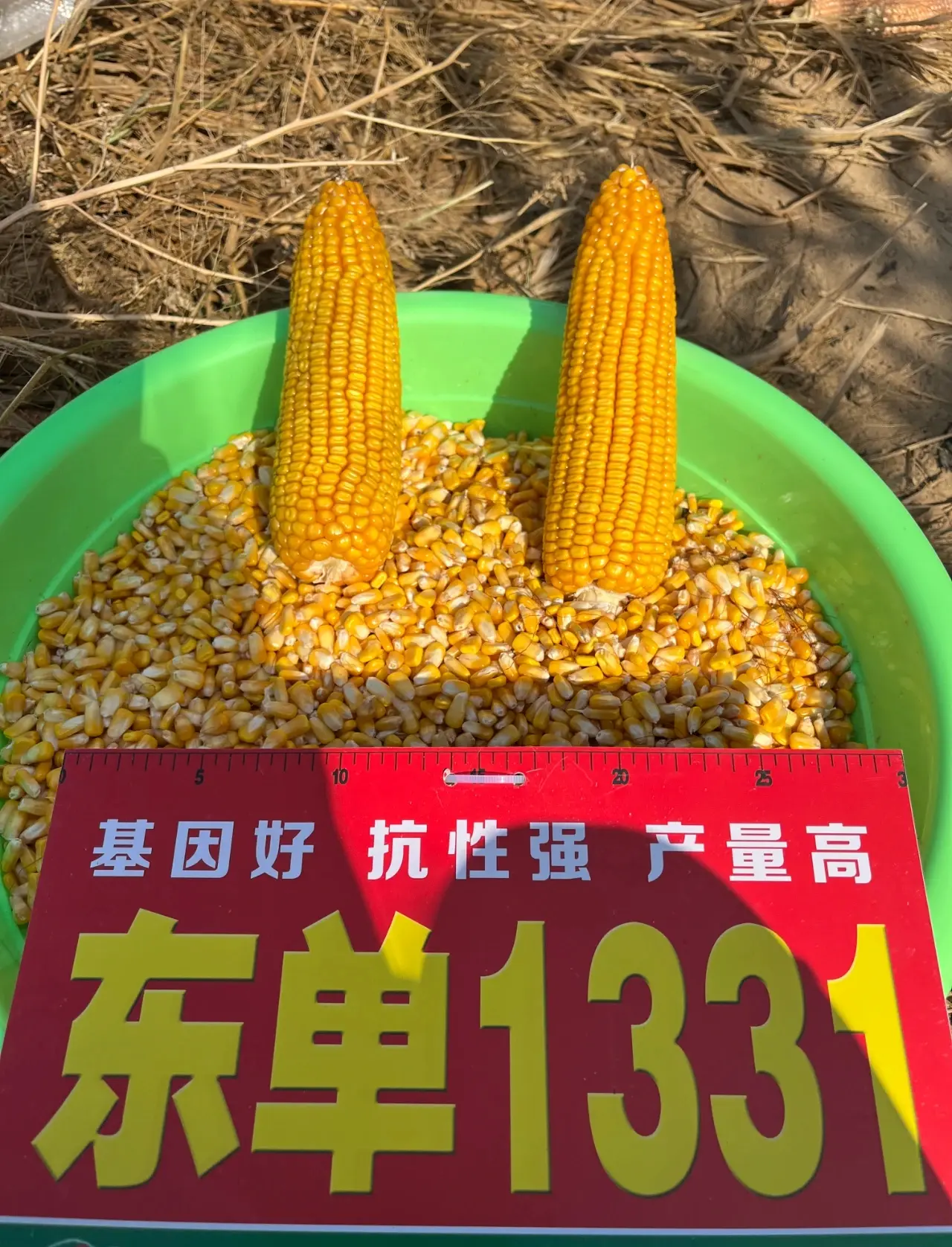 抗旱玉米种子排行榜(抗旱玉米种子排行榜图片)