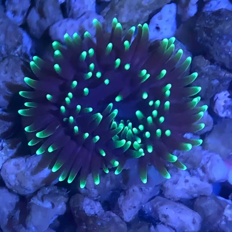 海水缸海葵怎么养(海缸里养海葵可以净化海水吗)
