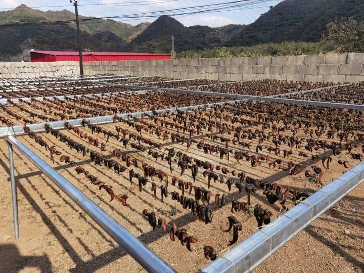 水蛭技术养殖大全(水蛭的养殖技术视频播放)