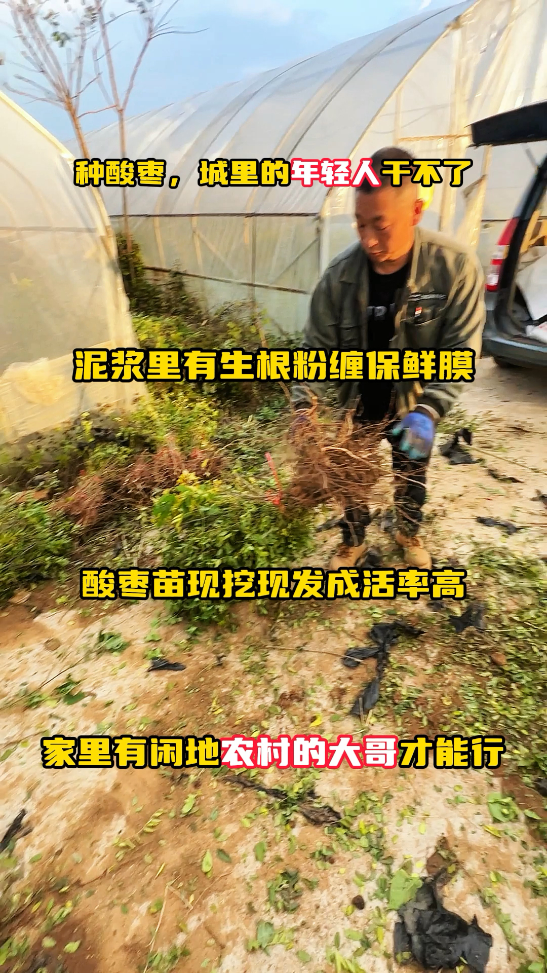 酸枣育苗(酸枣育苗最佳季节)