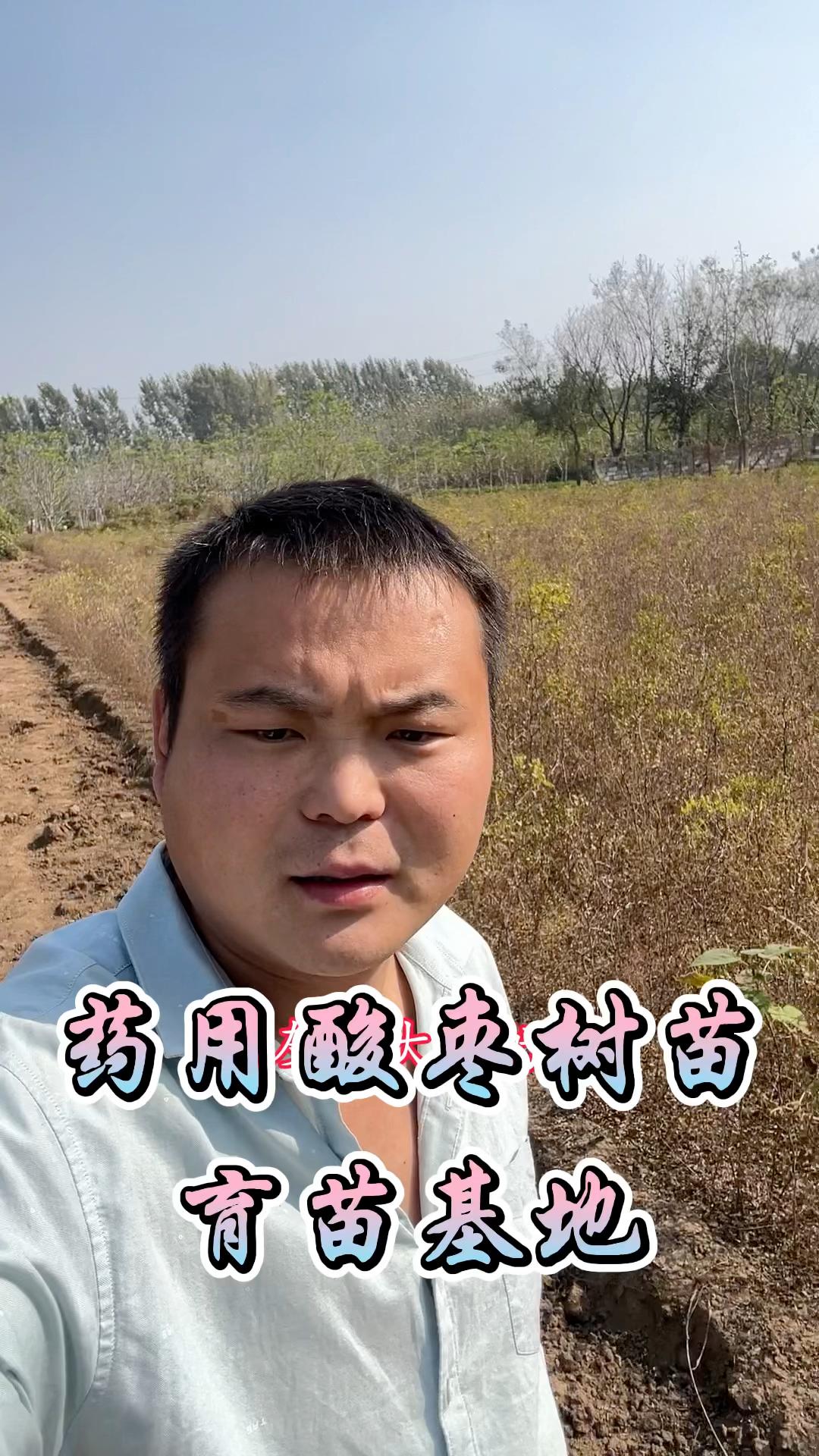 酸枣育苗(酸枣育苗最佳季节)