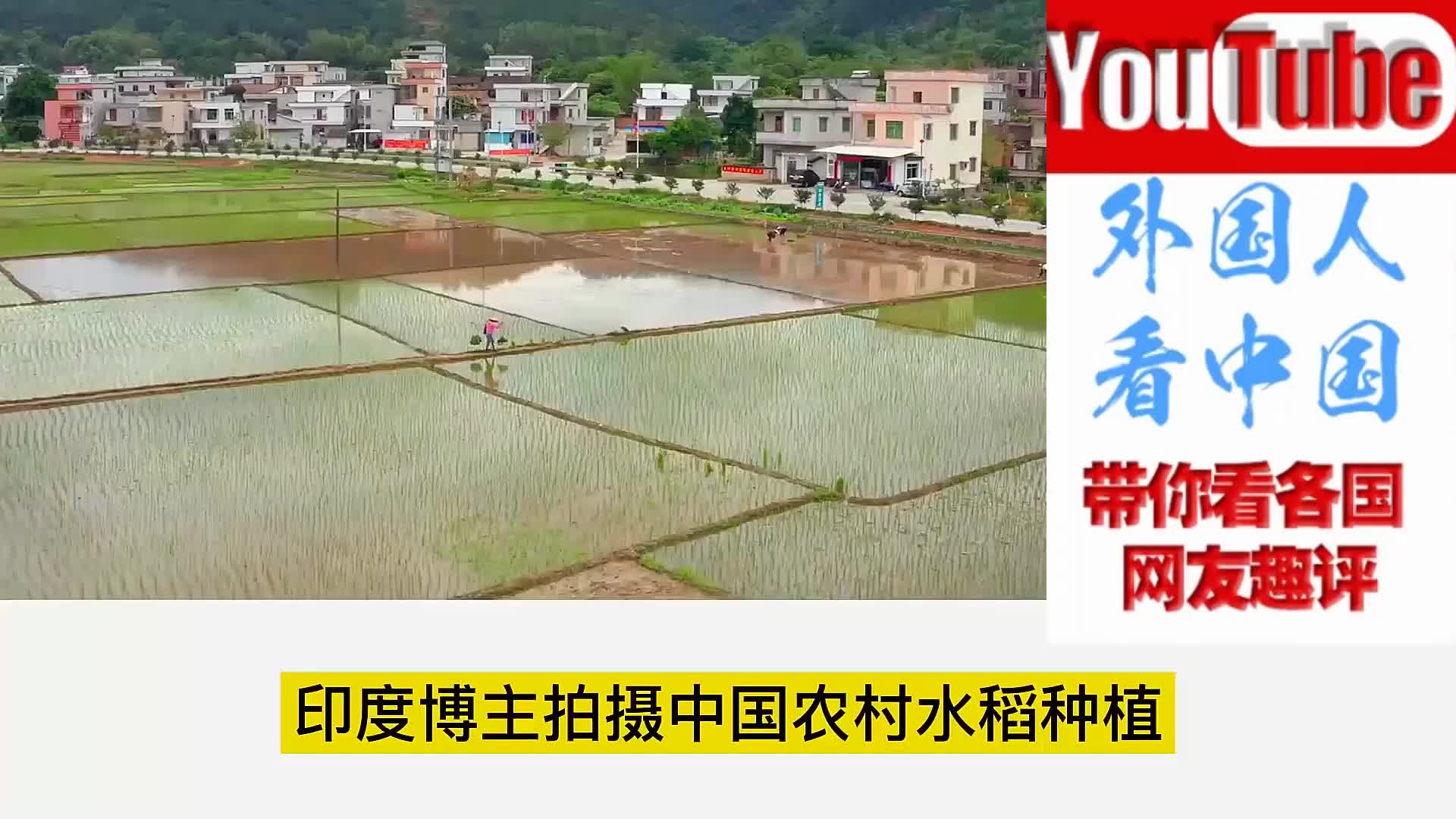 印度种植水稻的原因(印度种植水稻的原因有哪些)