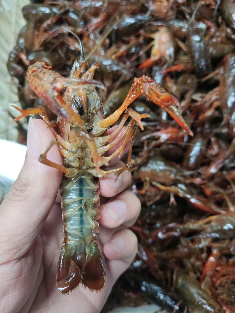 淡水青龙虾养殖技术(淡水青龙虾养殖技术视频)