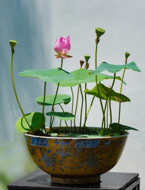 梦花如何繁殖(梦花可以扦插吗)