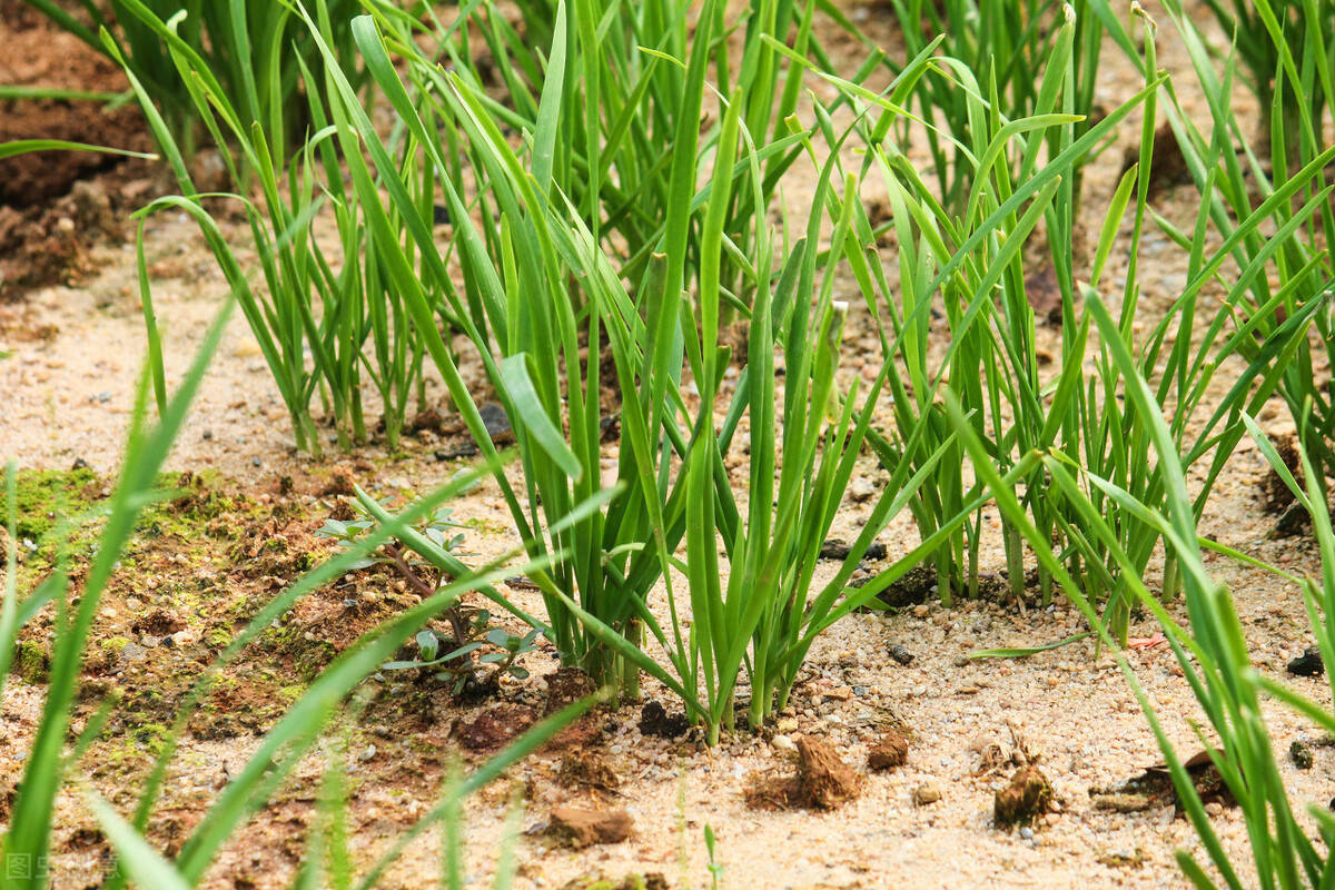 春天适合种植的蔬菜(幼儿园春天适合种植的蔬菜)