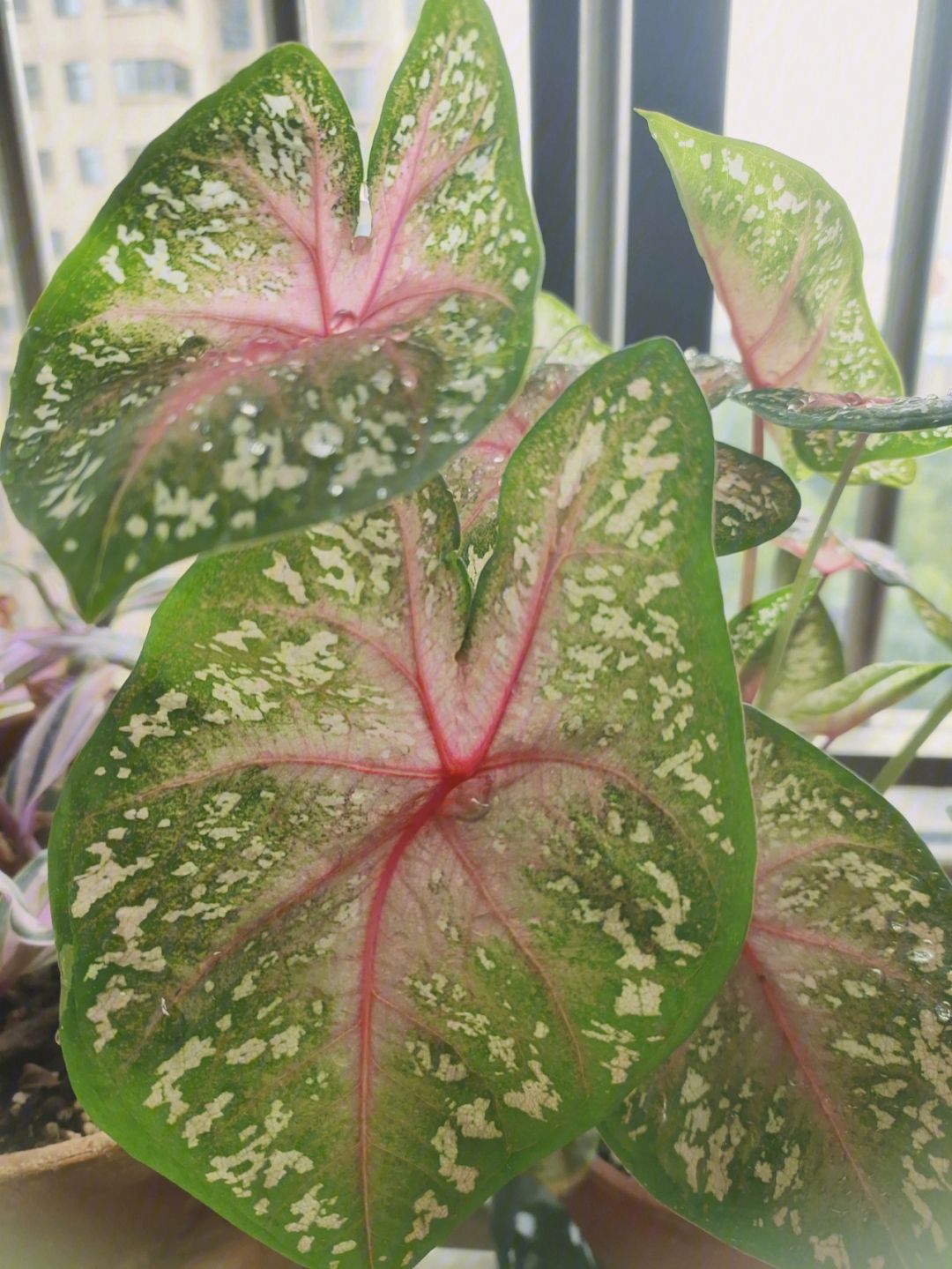 彩色竹芋养殖方法(彩色竹芋养殖方法视频)