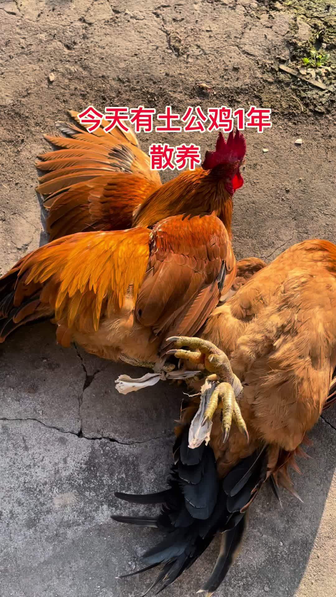 鸡子好养吗(散养鸡2000只一年利润多少)