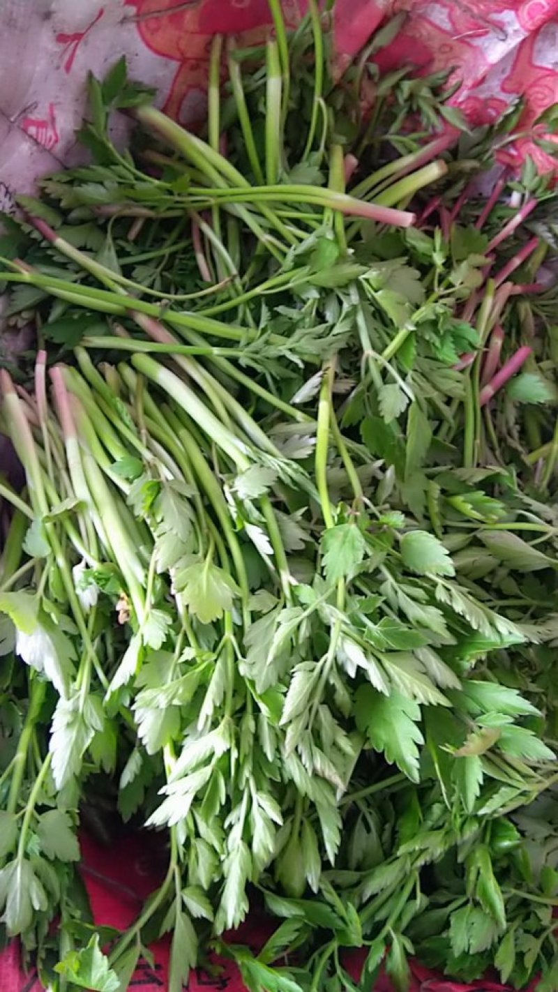 开原蔬菜批发(开原市批发市场)