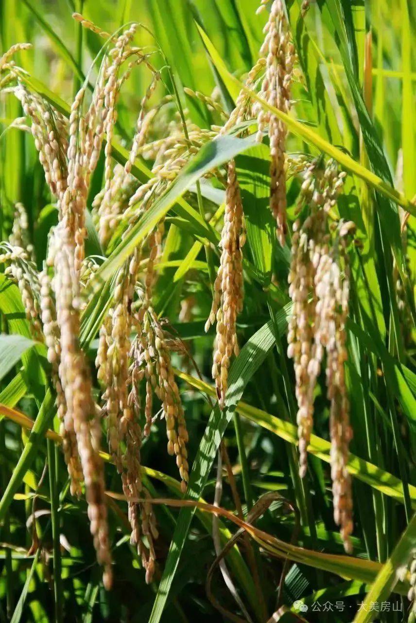 几月份栽水稻(水稻在几月种植)