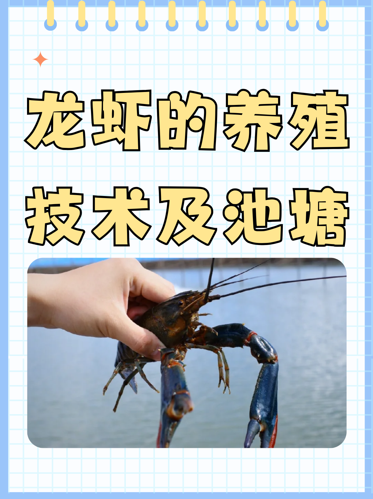 稻田养殖龙虾实用技术(稻田养殖龙虾技术大全5大要点)
