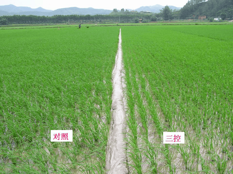 水稻高产施肥方法(水稻高产施肥方法有哪些)