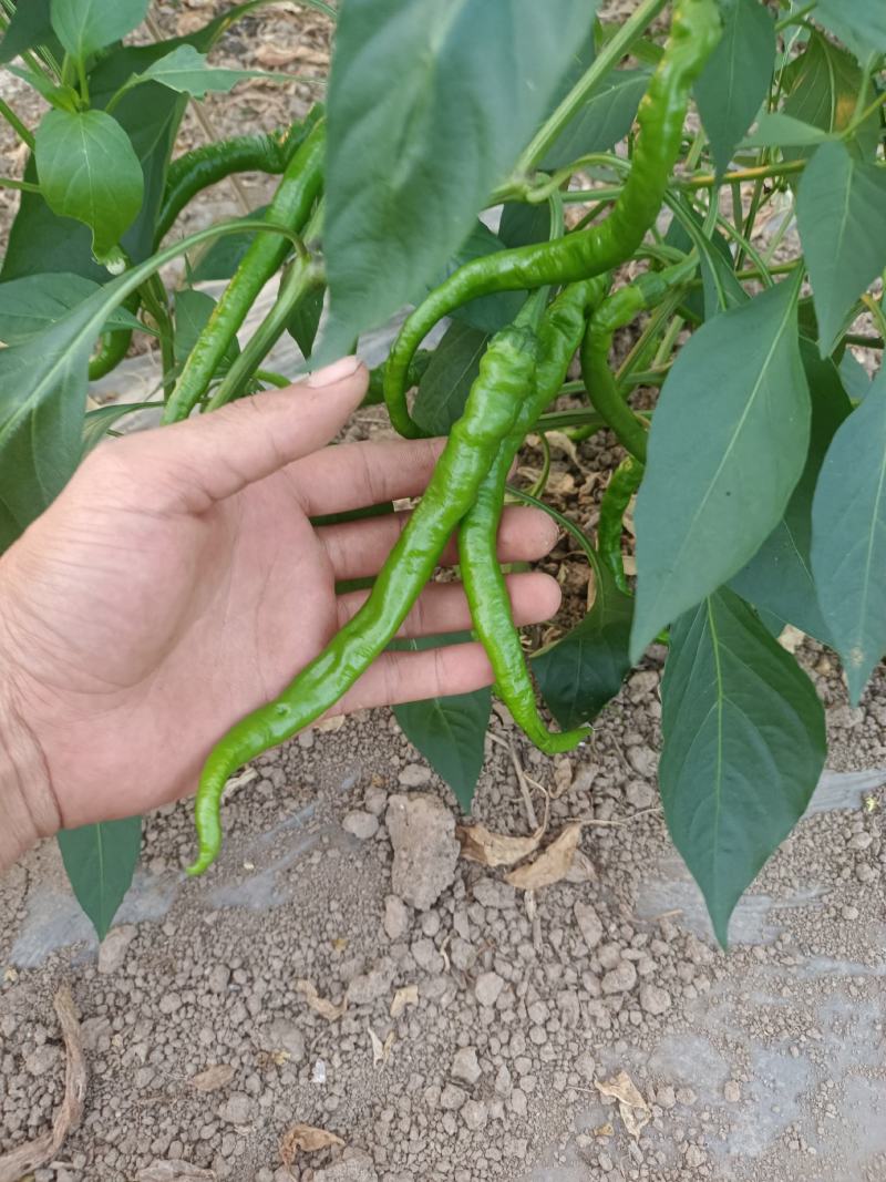 常德蔬菜批发(常德蔬菜批发价格)
