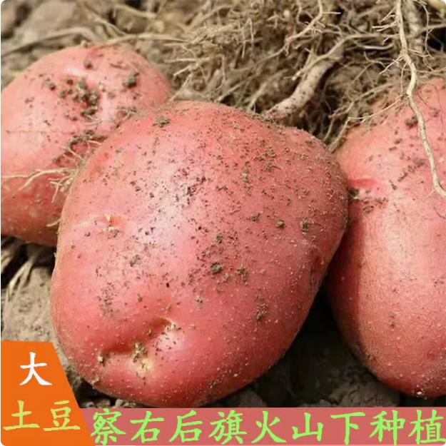 乌兰察布马铃薯种植面积(乌兰察布马铃薯种植面积占自治区)