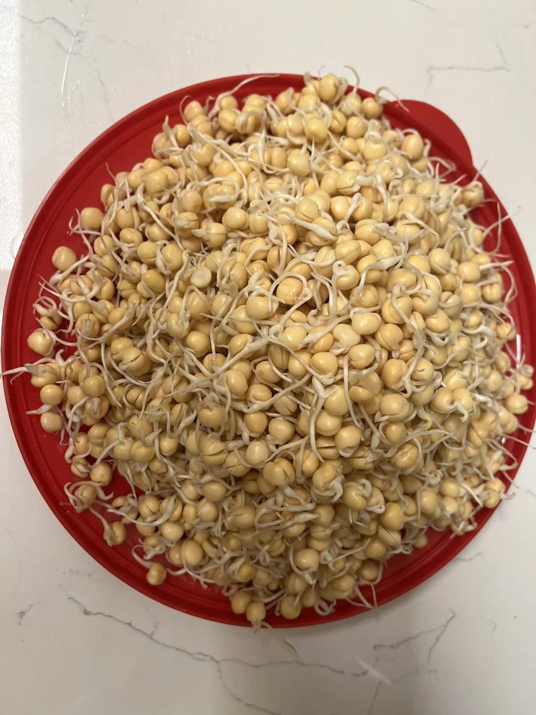 黄豆育苗(黄豆育苗移栽要怎么种)
