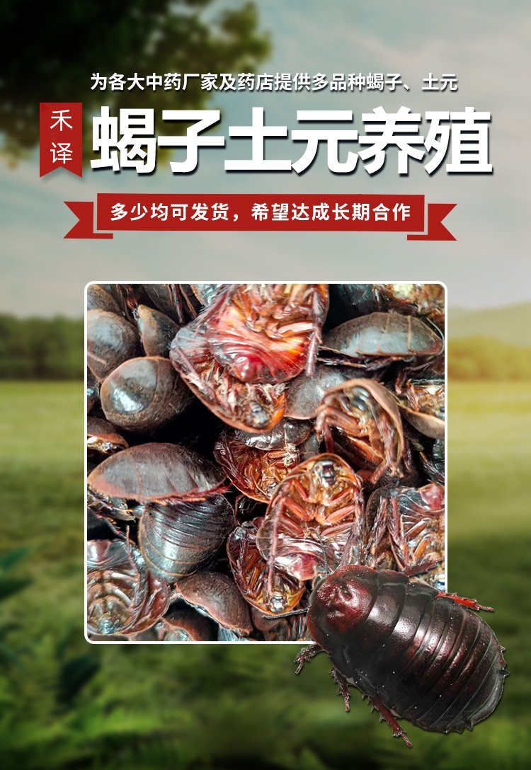 土元养殖技术和利润(土元养殖利润怎么样市场前景)