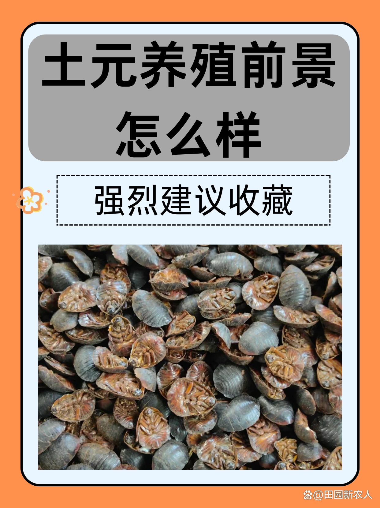 土元养殖技术和利润(土元养殖利润怎么样市场前景)