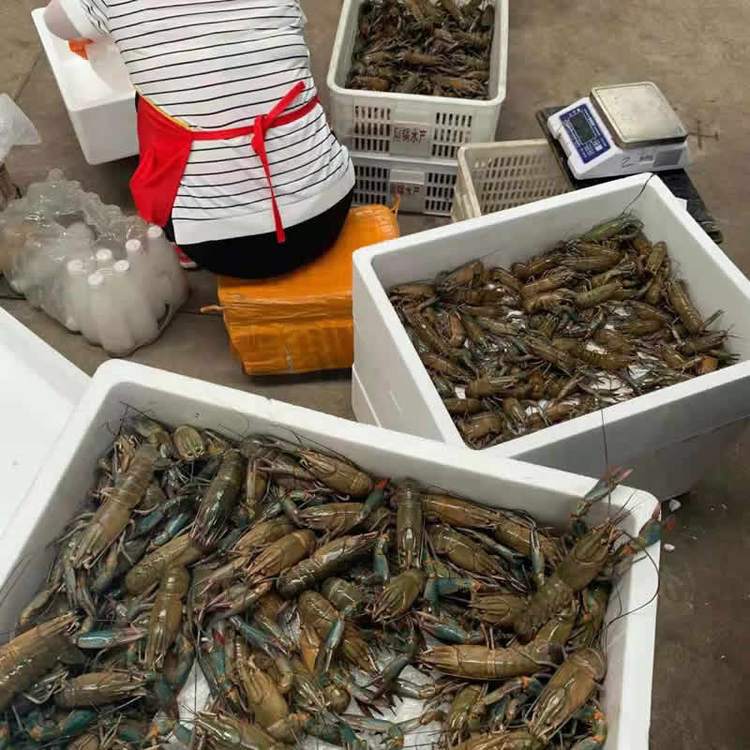 淡水澳龙养殖室内(淡水澳龙养殖赚不赚钱)